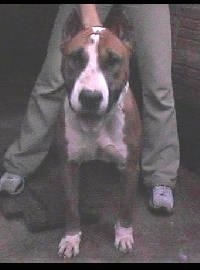 A brown, white and black Dogue Brasileiro is standing outside. There is a person over top of it holding it back