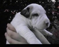 A white with a black ear Dogue Brasileiro puppy is being held in the air by a person in front of a bush