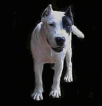 A Dogue Brasileiro has a black spot over its left eye. The background is cut out and replaced with black