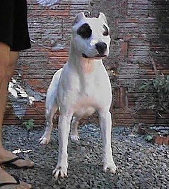 A Dogue Brasileiros is standing on a rocky area. It has two black spots over its eyes.