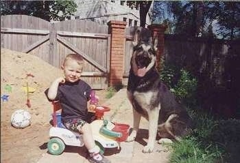 This is male 3 years old East-European Shepherd named G