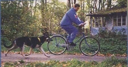 Gektor Yaromir the East-European Shepherd is running behind a person on a bicycle. They are passing by a little blue house.