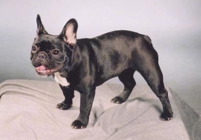 French_Bulldog_Cybele1.jpg