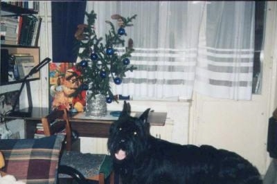 A black Giant Schnauzer is standing in front of a table that has a Charlie Brown Christmas tree on it. Its mouth is open and tongue is out