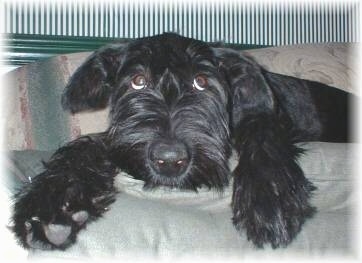 A black Giant Schnauzer Puppy is laying on a couch with its head down looking up showing the whites of its eyes making it look humbled.