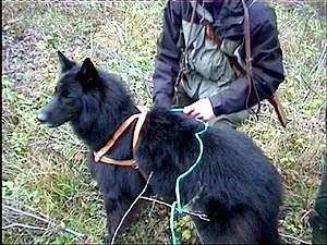 Belgium Shepherd standing on grass looking into the distance with a person behind it