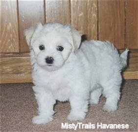 Front side view - A fluffy looking, cute little white Havanese puppy is standing on a carpet and there is wood paneling behind it.
