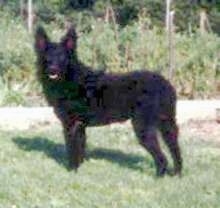 Left Profile - A Croatian Sheepdog is standing outside in front of a garden