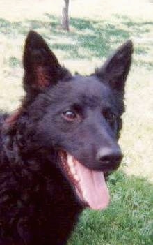 Close Up head shot - Croatian Sheepdog is standing outside with mouth open and tongue out