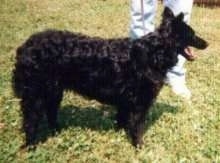 Right Profile - Croatian Sheepdog is standing in front of a person in blue jeans and its mouth is open