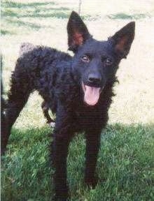 Croatian Sheepdog is standing outside with his mouth open and tongue out. It looks like a very big smile