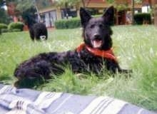 A Croatian Sheepdog is laying in a lawn wearing a red bandana next to a blue and white striped blanket. There is another sheepdog exploring around behind it