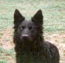 Close Up upper body shot - A Croatian Sheepdog is standing in brown grass