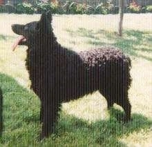 Left profile - A Croatian Sheepdog is staning outside and his tongue is hanging way out. There is a skinny tree in the background