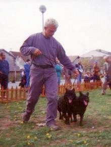 A man is in a show ring leading two Croatian Sheepdogs