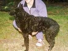 Left Profile - A Croatian Sheepdog is standing in front of a person who is wearing a purple shirt and kneeling behind it