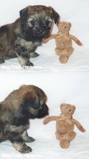 Top photo - A tan with black Havanese puppy is sitting in front of a brown teddy bear. Bottom photo - A tan with black Havanese puppy is looking at the brown Teddy bear