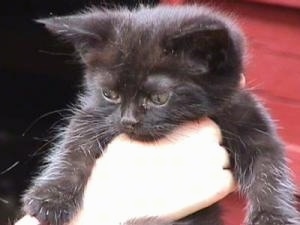 Close Up - Gizmo the black kitten is being held up in the air by a persons hand