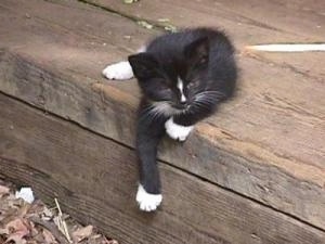Mittens the black with white Kitten is laying on the edge of a wooden porch and its one paw is hanging over the edge