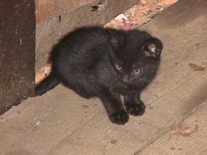 Nasty-One the black kitten is sitting on a hardwood floor and looking towards the left