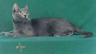 A Korat cat is laying on a green background and looking back to the right