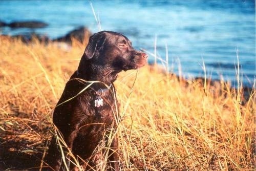 A chocolate Labrador Retriever is sitting in tall brown grass on the bank looking out into the water.
