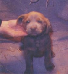 A chocolate Labrador Retriever puppy is sitting in a barn whelping area  and there is a hand rubbing under its head.