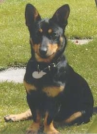 A black and tan Lancashire Heeler is sitting in grass and looking forward in front of a flagstone walkway.