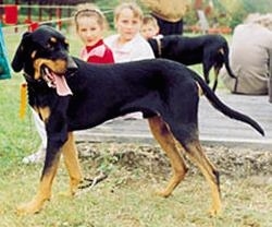 Lithuanian Hound Information and Pictures, Lithuanian H