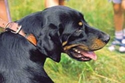 Close up the head of a black and tan Lithuanian Hound dog turned and looking to the right.