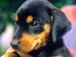 Lithuanian Hound Information and Pictures, Lithuanian H