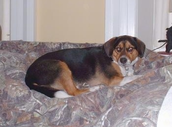 A tricolor, black, brown with white Beagle mix is laying on a human's bed.