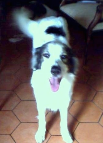 Front view from above looking down at the dog - A white with black Mucuchie dog is standing on a brown floor with a chair on its right side. Its mouth is open and tongue is out