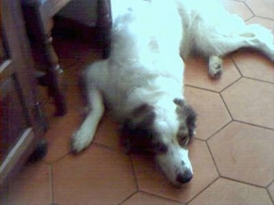 View from above looking down at the dog's upper body - A white with black Mucuchie dog is laying down on a brown floor next to a wooden table.