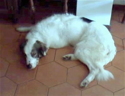 View from above looking down at the dog - A white with black Mucuchie dog is sleeping on a brown floor in a house and there is a table behind it.