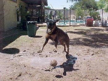 A black and tan dog Rottie is jumping around a ball in mud