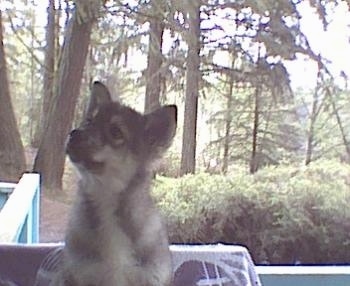 A black with tan Native American Indian Dog Puppy is sitting on a porch and it is looking up and to the left.