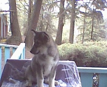 A black with tan Native American Indian Dog Puppy is sitting on a porch and it is looking down and to the left.