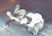 A black with grey and white Native American Indian Dog puppy is laying on its back and rolling around towards its legs on a wooden porch.