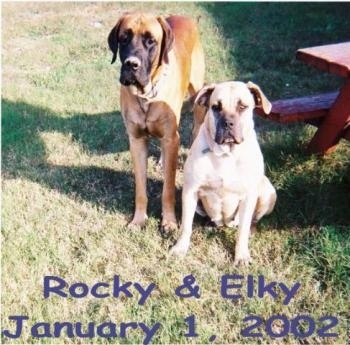 Two large breed mastiff dogs standing and sitting outside next to a red picnic table - A tan with black Nebolish Mastiff is sitting in grass and a brown with black Nebolish Mastiff is standing .