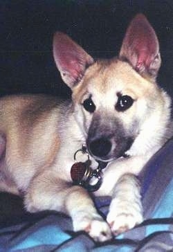 Close up front side view - A perk-eared, tan with white Norwegian Buhund dog is laying on a human's bed on top of a blue blanket looking forward.