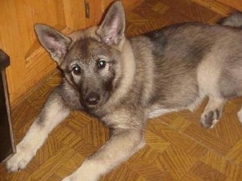 View from the top looking down at the dog - A grey with black Norwegian Elkhound puppy is laying on a hardwood floor looking up.