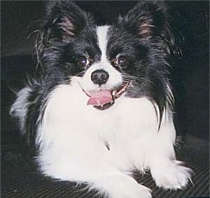 View from the front - A black and white Papillon dog is laying on a black couch and its mouth is open and tongue is out.