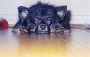 Front view with the angle down low level with the dog - A fluffy black with tan Pomeranian puppy is sleeping out in a hardwood floor.