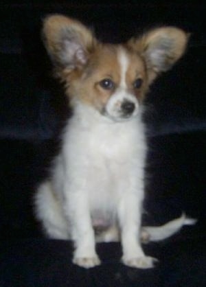 A large-eared, white with tan Papillon puppy is sitting on a black couch looking slightly to the right.