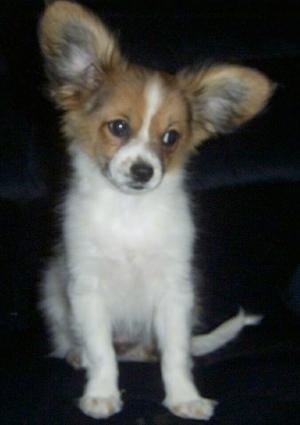 A large-eared, white with tan Papillon puppy is sitting on a black couch and it is looking to the right with its head tilted to the right.