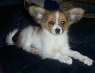 Front side view - A white with tan Papillon puppy is laying on a couch looking forward. Its front paws are at the edge of the couch. It has large perk-ears that are out to the sides.
