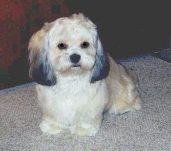 Peekapoo Puppies on Straightish Not Very Curly An Adorable Brag Shes Smartest Cutest