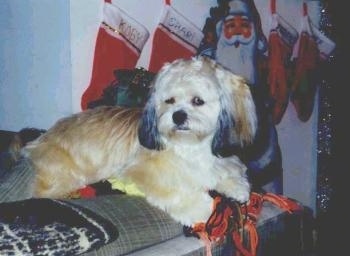 A soft looking, longcoated, tan with white and black Peek-A-Poo dog is laying on a bed looking to the left.