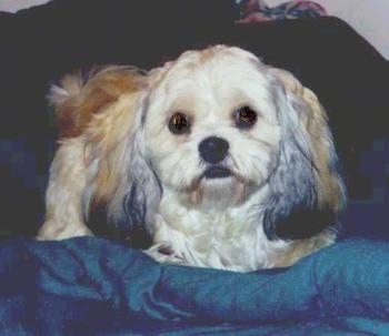 Close up front view - A soft looking, longcoated, tan with white and black Peek-A-Poo is laying on a bed and it is looking forward. It has long drop furry ears and round black eyes.